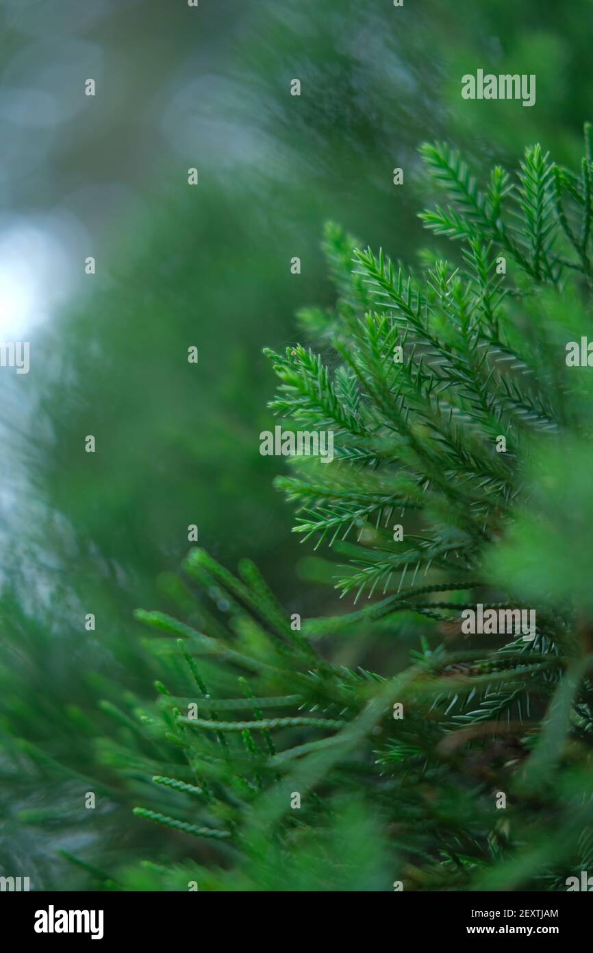 Ever Green Pine Stockfoto