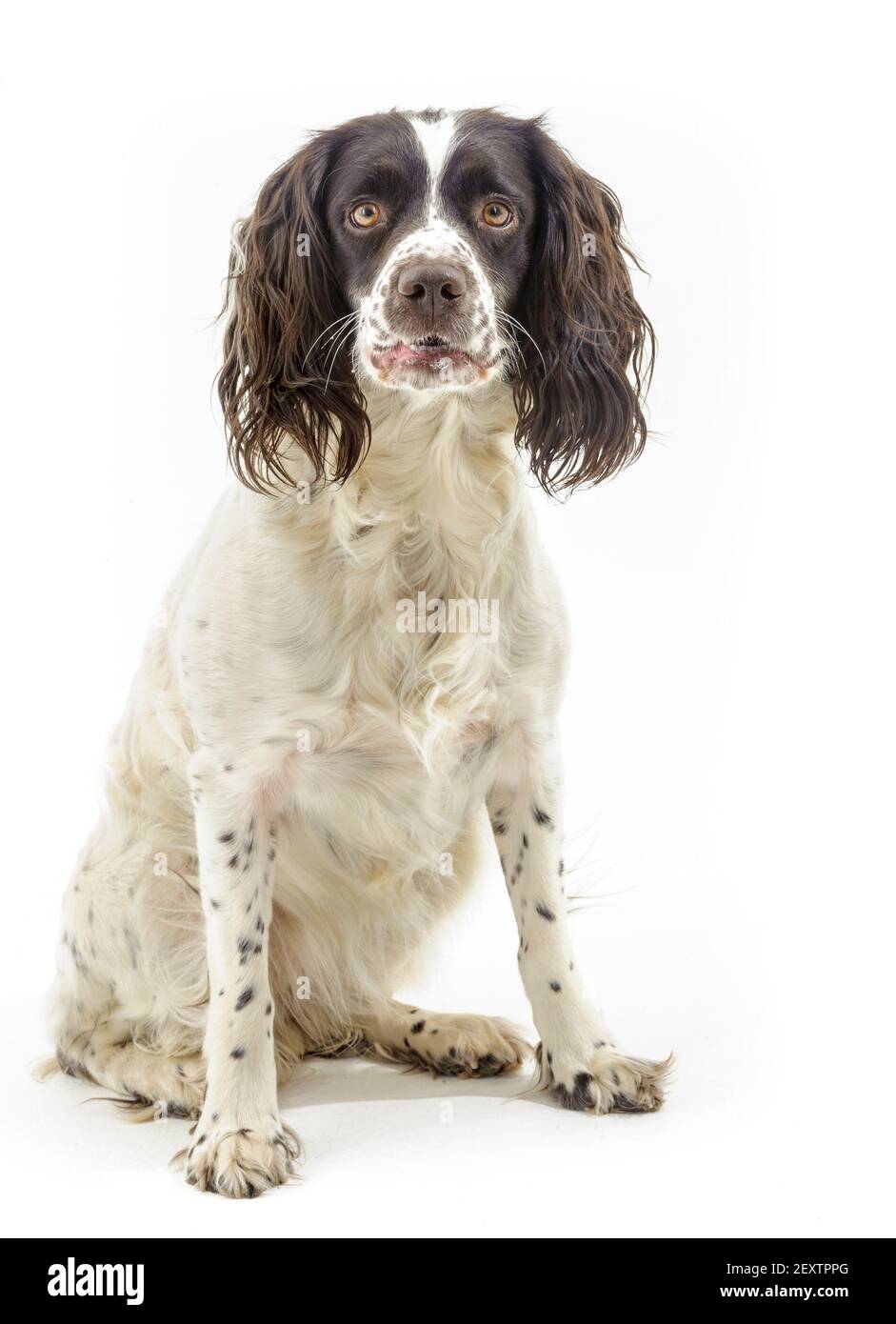 Ein englischer Springer Spaniel, ein arbeitend Schützenhund Rasse, vor einem weißen Hintergrund fotografiert in einem Studio Stockfoto