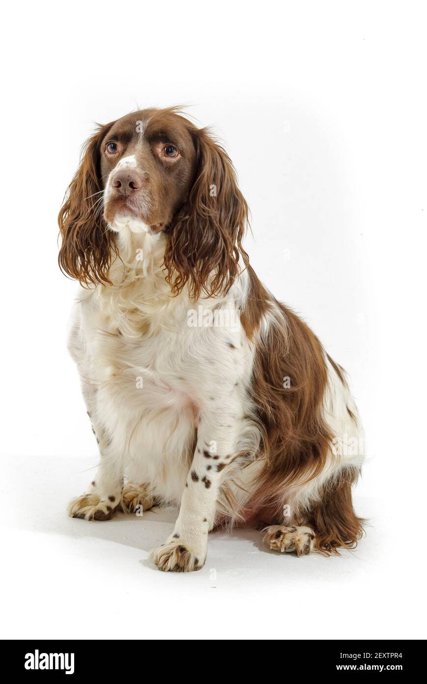 Ein englischer Springer Spaniel, ein arbeitend Schützenhund Rasse, vor einem weißen Hintergrund fotografiert in einem Studio Stockfoto