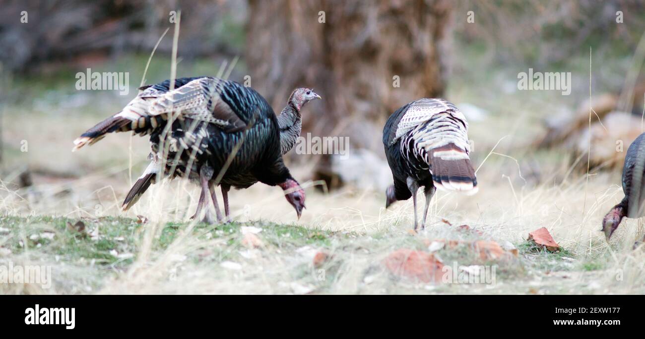 Wild Animal Pute Spiel Vögel Peck Boden für Lebensmittel Stockfoto