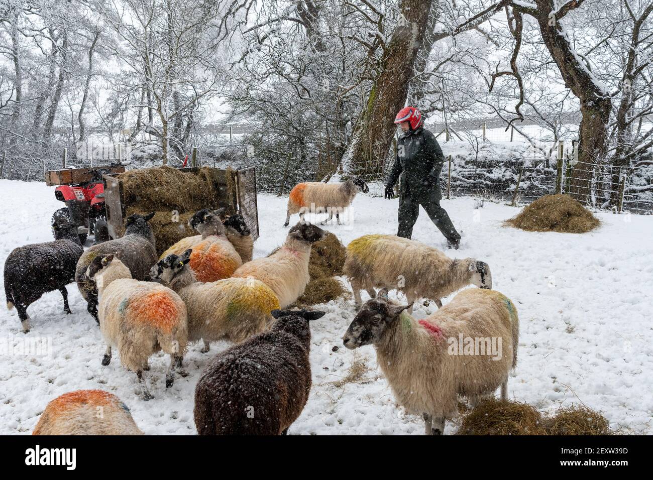 Landwirt füttert Schafe mit Silage während eines Schneesturms in Wensleydale, North Yorkshire, Großbritannien. Stockfoto