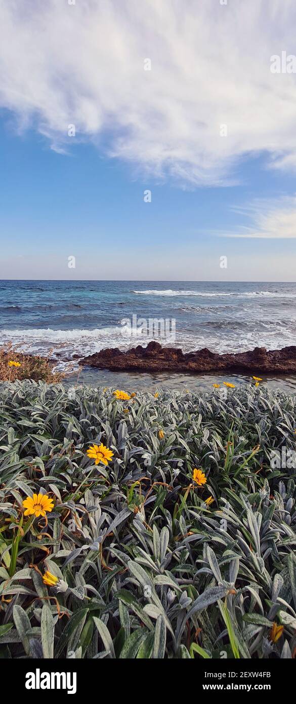 Vertikale Aufnahme von Gänseblümchen am Strand und dem Blau Meer an einem bewölkten Tag Stockfoto
