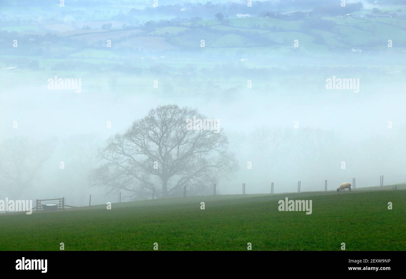 Nebel im Axe Valley, East Devon AONB Stockfoto
