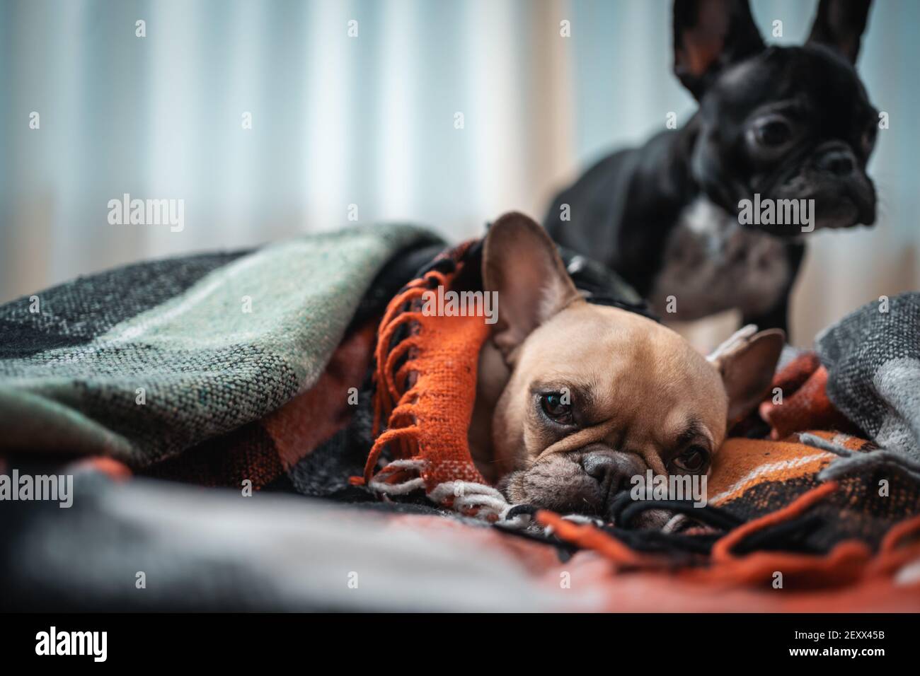 Nahaufnahme von paar niedlichen französisch Bulldogge Hunde ruhen auf dem Sofa Mit karierten zu Hause Stockfoto
