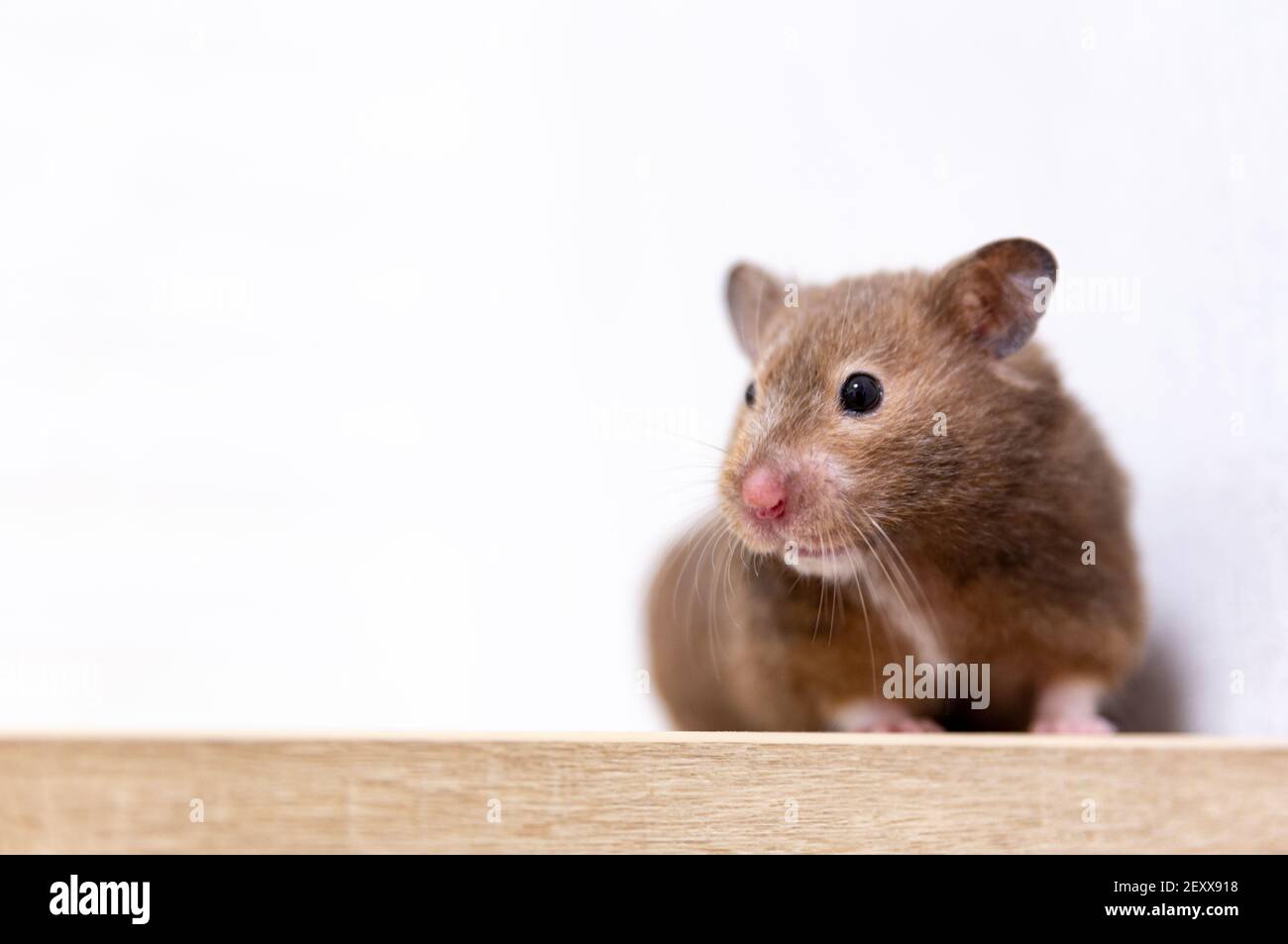 Nahaufnahme eines niedlichen kuriosen syrischen Hamsters, der die Kamera anschaut. Stockfoto