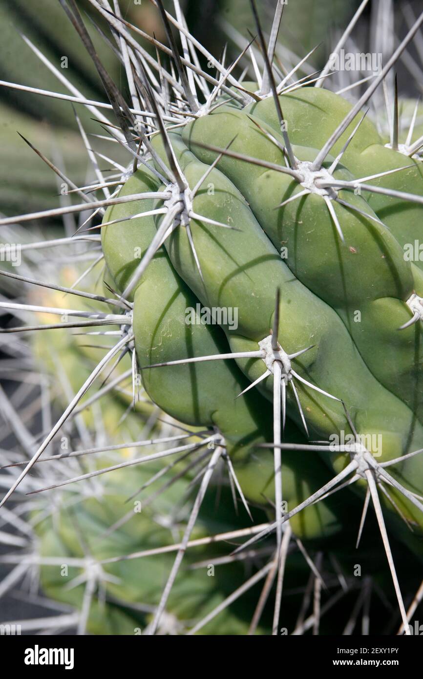 Der Kaktus Cactaceae oder Stetsonia Coryne aus Argentinien am Kaktusgarten im Dorf Guatiza auf der Insel Von Lanzarote auf der Kanarischen Insel Stockfoto