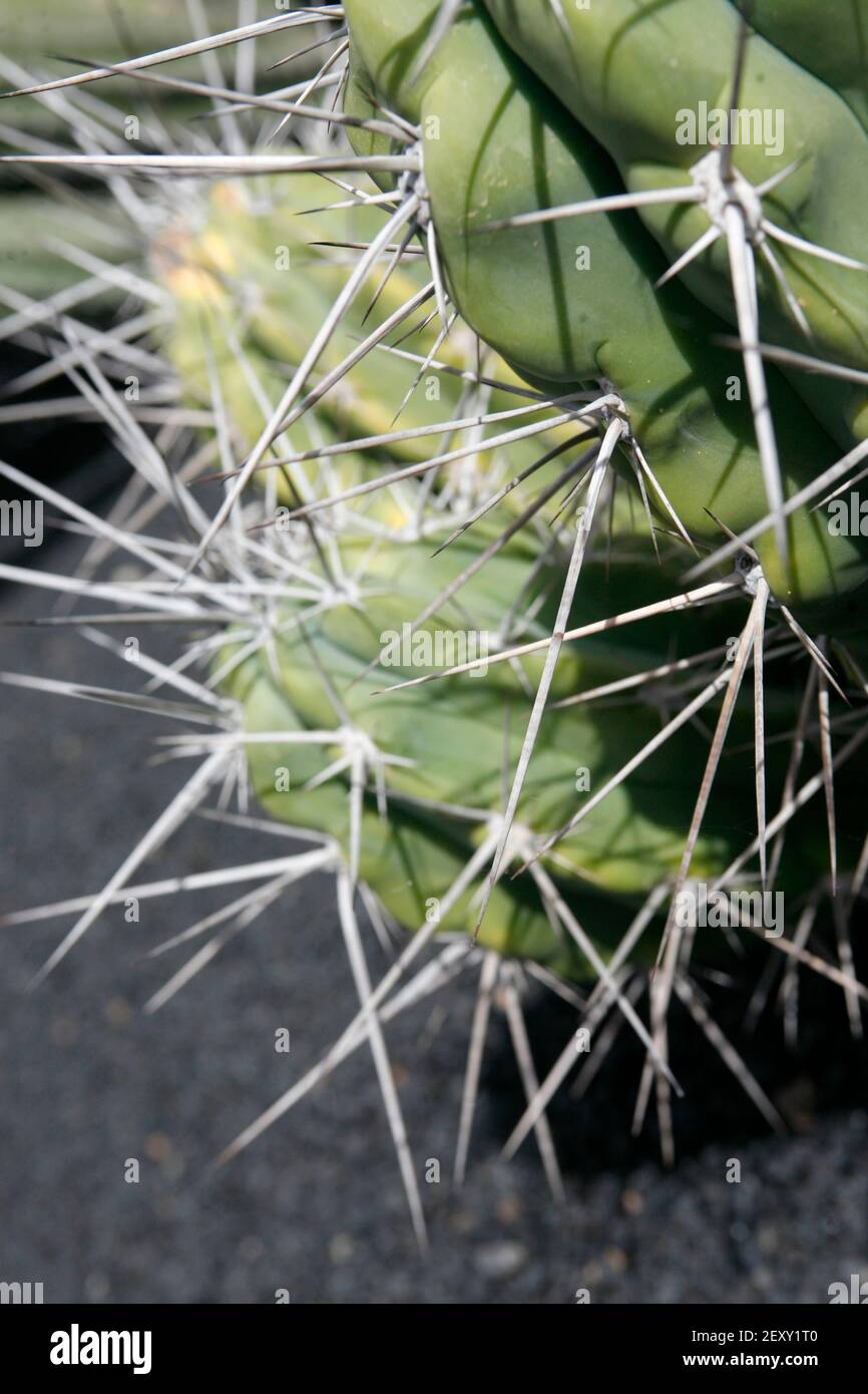 Der Kaktus Cactaceae oder Stetsonia Coryne aus Argentinien am Kaktusgarten im Dorf Guatiza auf der Insel Von Lanzarote auf der Kanarischen Insel Stockfoto