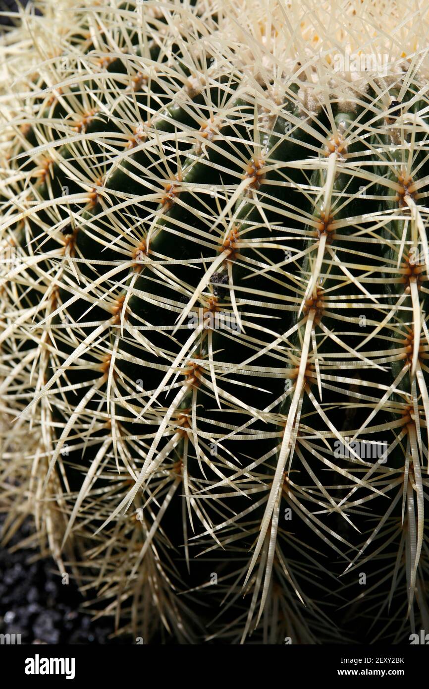 Der Cactus Cactaceae oder Echinocactus grusonii aus Mexiko am
