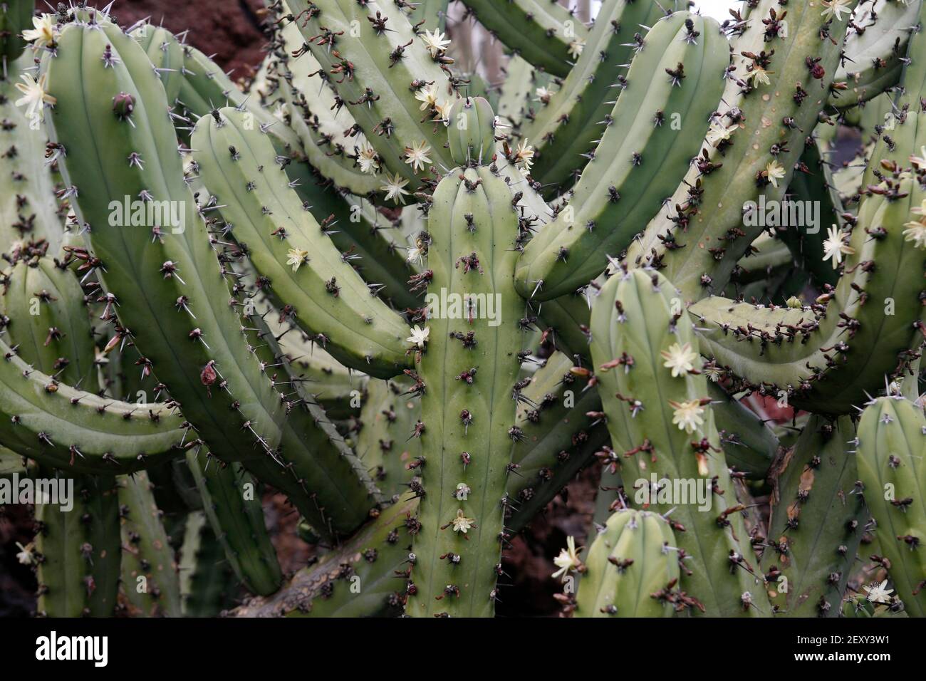 Der Kaktus Cactaceae oder Myrtillocactus Geometrizans aus Mexiko am  Kaktusgarten im Dorf Guatiza auf der Insel Von Lanzarote auf dem Canar  Stockfotografie - Alamy