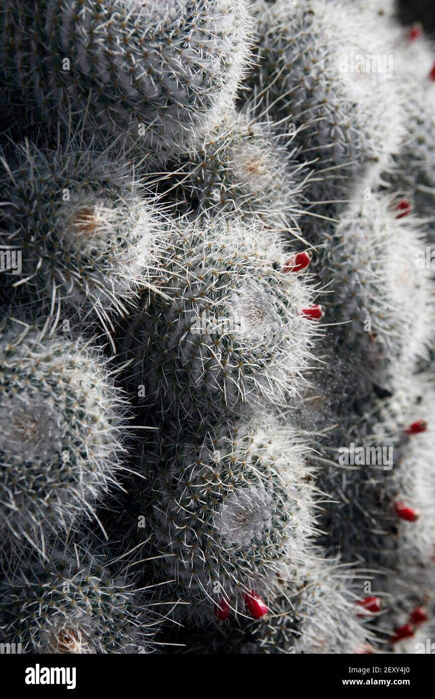 Der Kaktus Cactaceae oder Mammillaria Karwinskiana aus Mexiko am Kaktusgarten im Dorf Guatiza auf der Insel Von Lanzarote auf dem Kanarischen I Stockfoto