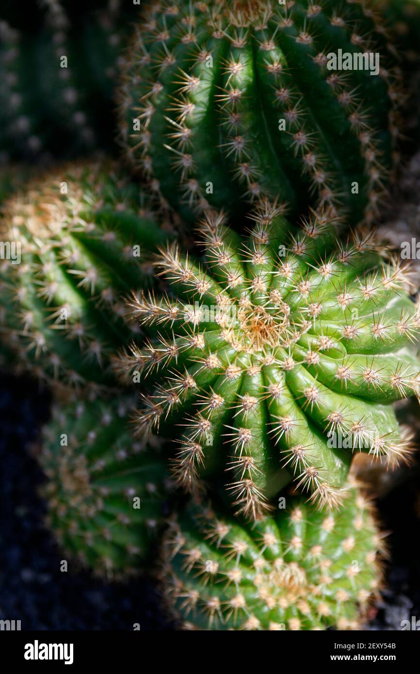 Der Kaktus Cactaceae oder Astrophytum Capricorne aus Mexiko am Kaktusgarten im Dorf Guatiza auf der Insel Von Lanzarote auf der Kanarischen Insel Stockfoto