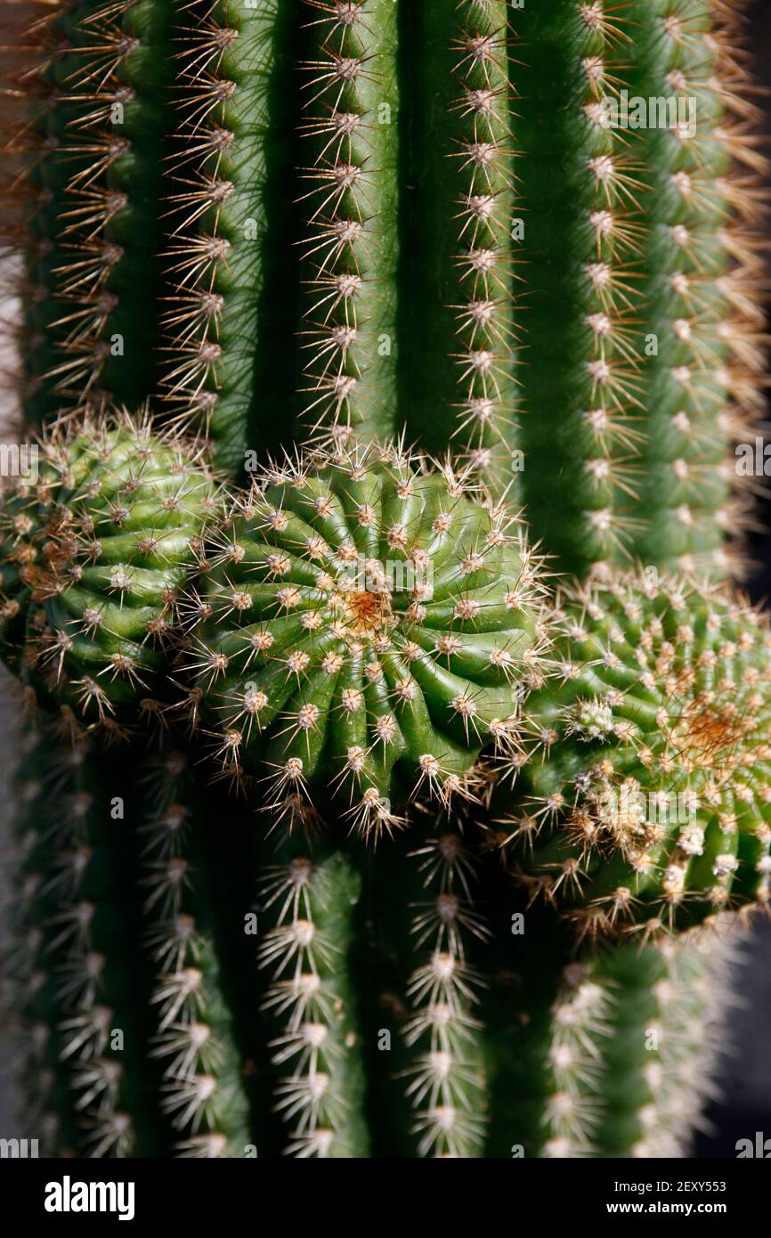 Der Kaktus Cactaceae oder Astrophytum Capricorne aus Mexiko am Kaktusgarten im Dorf Guatiza auf der Insel Von Lanzarote auf der Kanarischen Insel Stockfoto