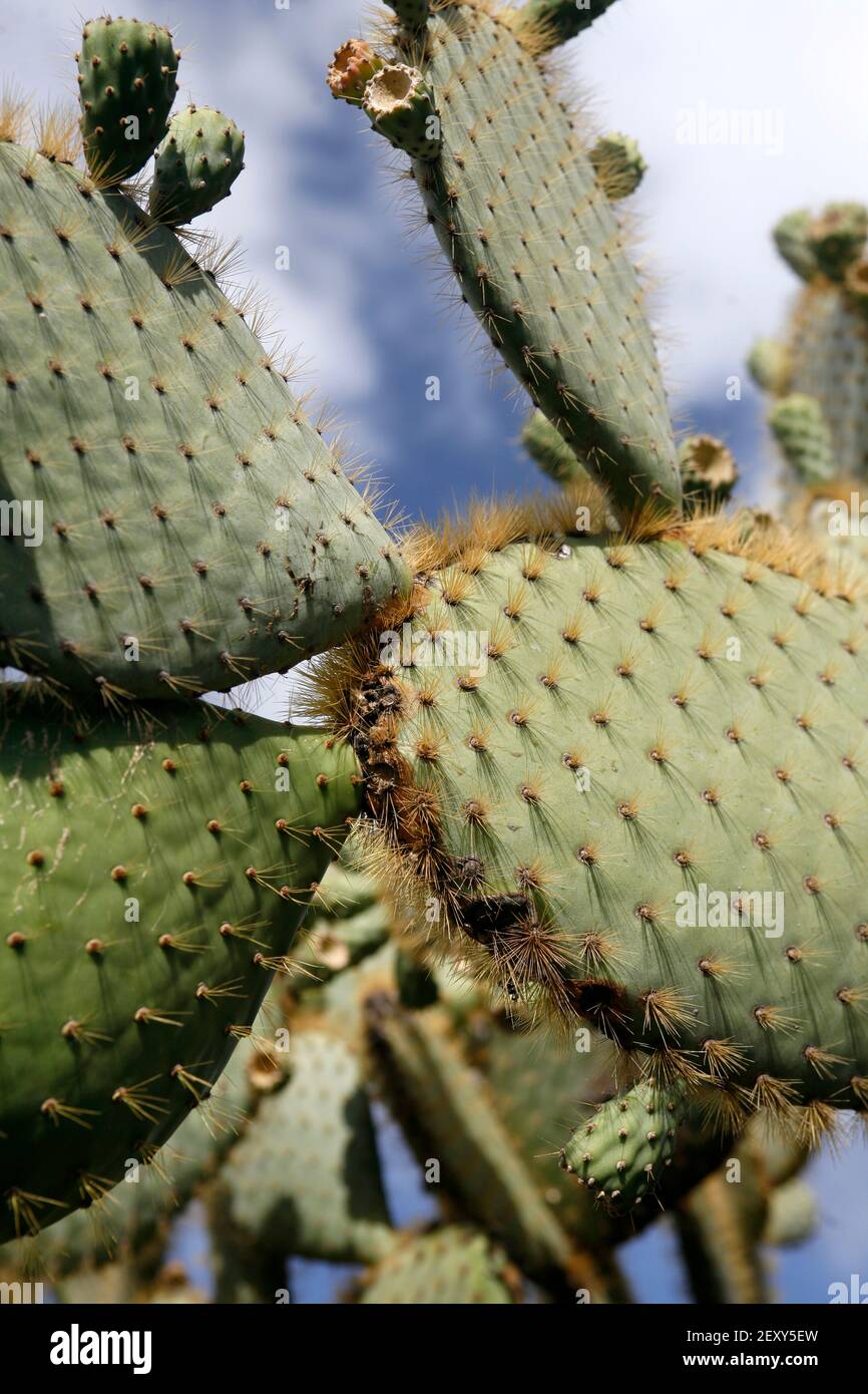 Der Kaktus Cactaceae oder Opuntia Galapageia aus Kolumbien und Galapagos Am Kaktusgarten im Dorf Guatiza auf Die Insel Lanzarote auf Th Stockfoto