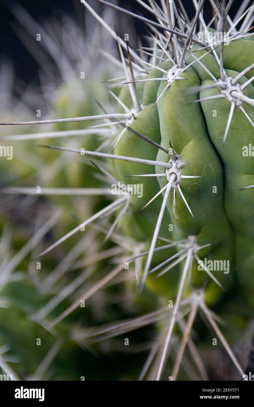 Der Kaktus Cactaceae oder Stetsonia Coryne aus Argentinien am Kaktusgarten im Dorf Guatiza auf der Insel Von Lanzarote auf der Kanarischen Insel Stockfoto