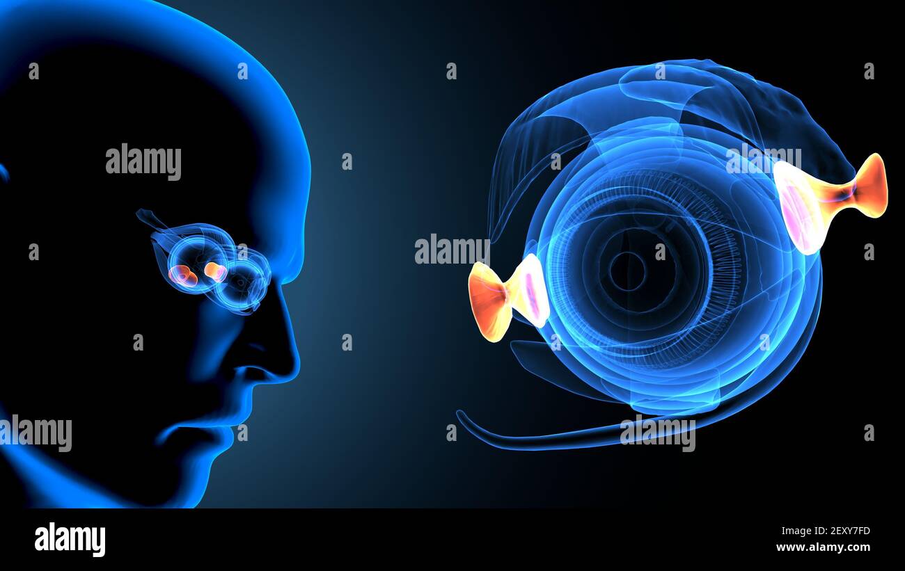 3D Illustration der menschlichen Körper Augenanatomie. Stockfoto