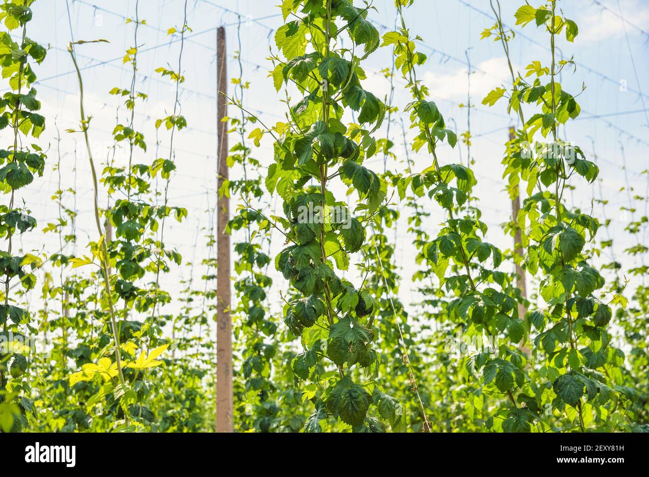 Junger hopfen -Fotos und -Bildmaterial in hoher Auflösung – Alamy