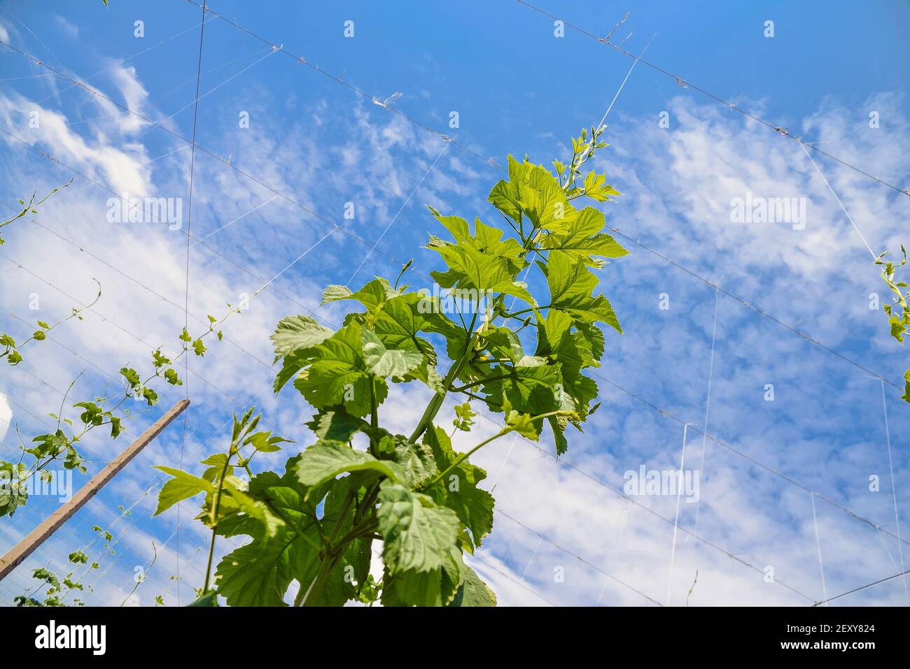 Junger hopfen -Fotos und -Bildmaterial in hoher Auflösung – Alamy
