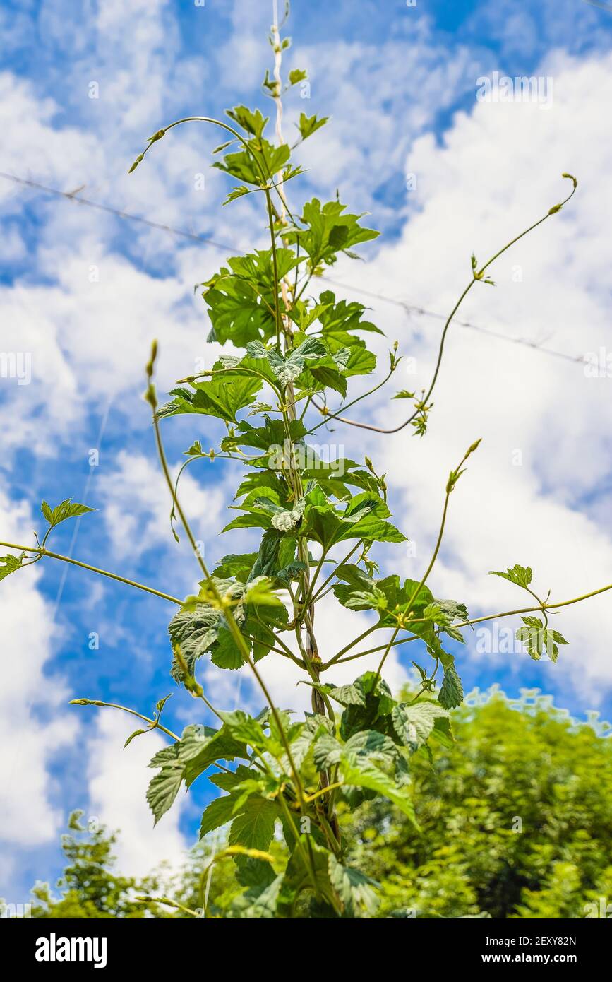 Junger hopfen -Fotos und -Bildmaterial in hoher Auflösung – Alamy