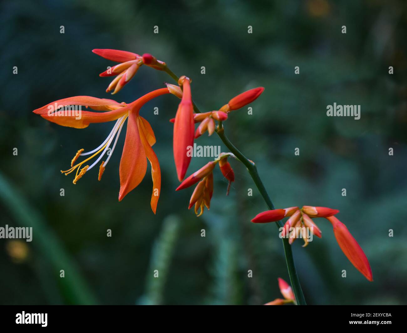 Crocosmia Stockfoto
