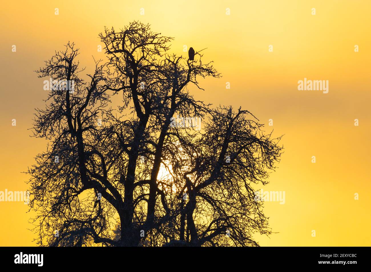 Ein Bussard (Buteo) Vogel, der während des farbenfrohen Sonnenuntergangs auf einem Baum sitzt Stockfoto