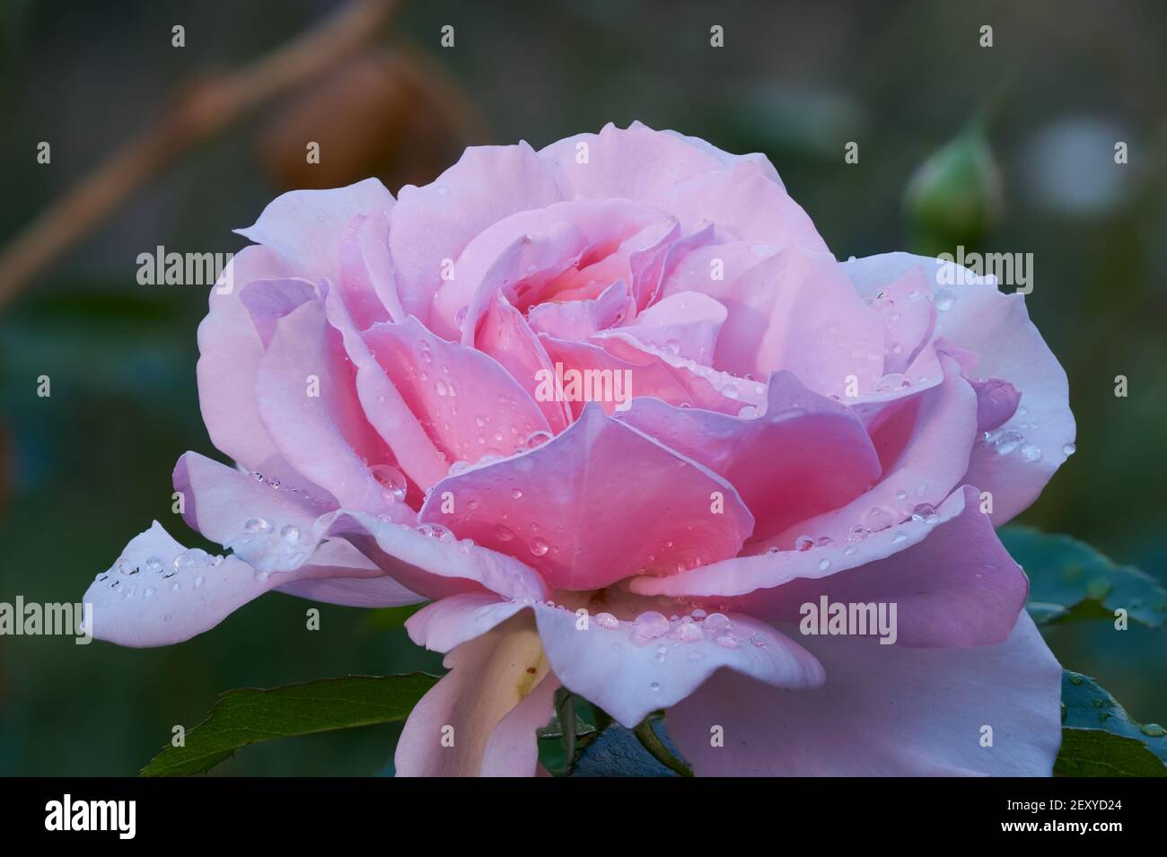 Blütenblätter und Regentropfen Stockfoto