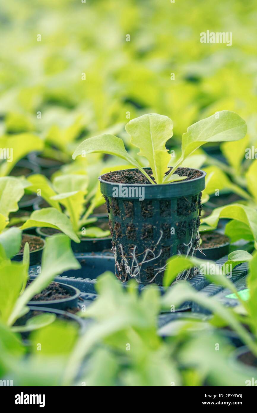 Kopfsalat Hydroponische Farm. Salat Sprossen. Grüne Junge Salat Pflanzen. Salat Sämlinge. Feder Sämlinge. Stockfoto