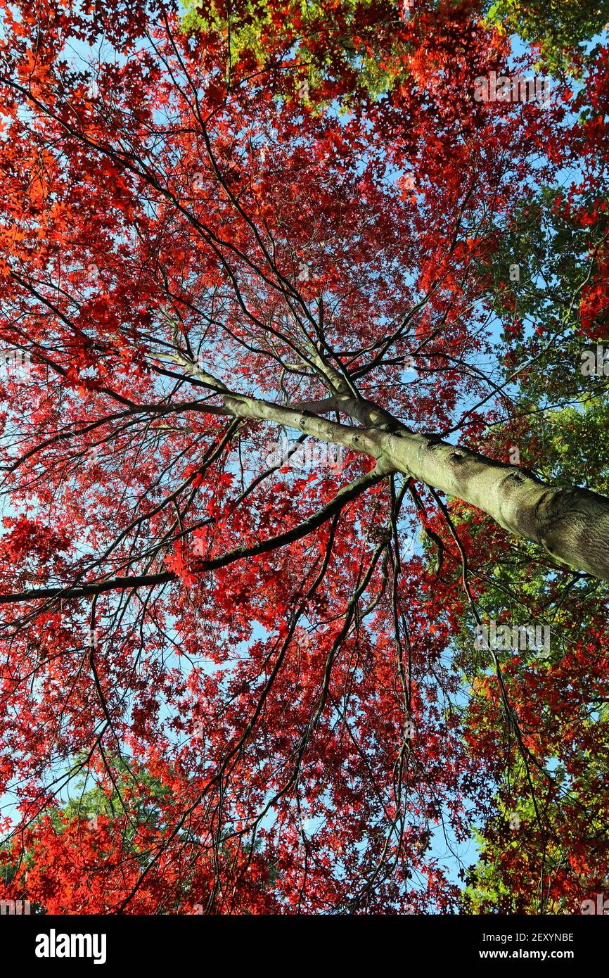 Scharlacheiche (Quercus Coccinea). Blick auf das helle Herbstrot und scharlachrote Laub, blauer Himmel dahinter. Kew Gardens, Oktober Stockfoto