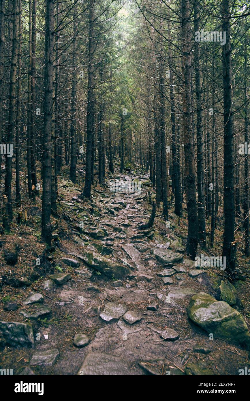 Dichter Wald in den Karpaten Stockfoto