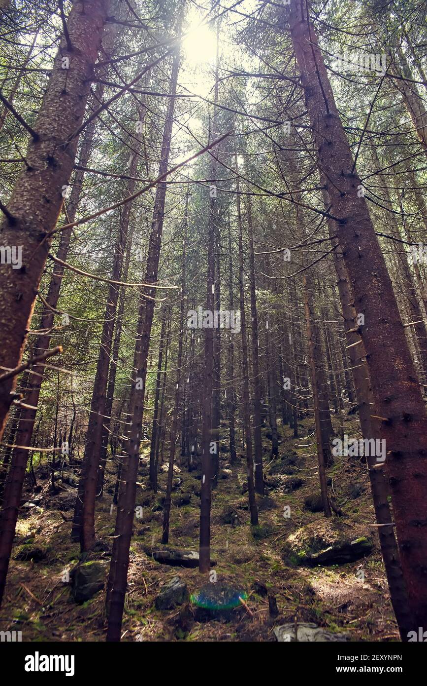 Dichter Wald in den Karpaten Stockfoto