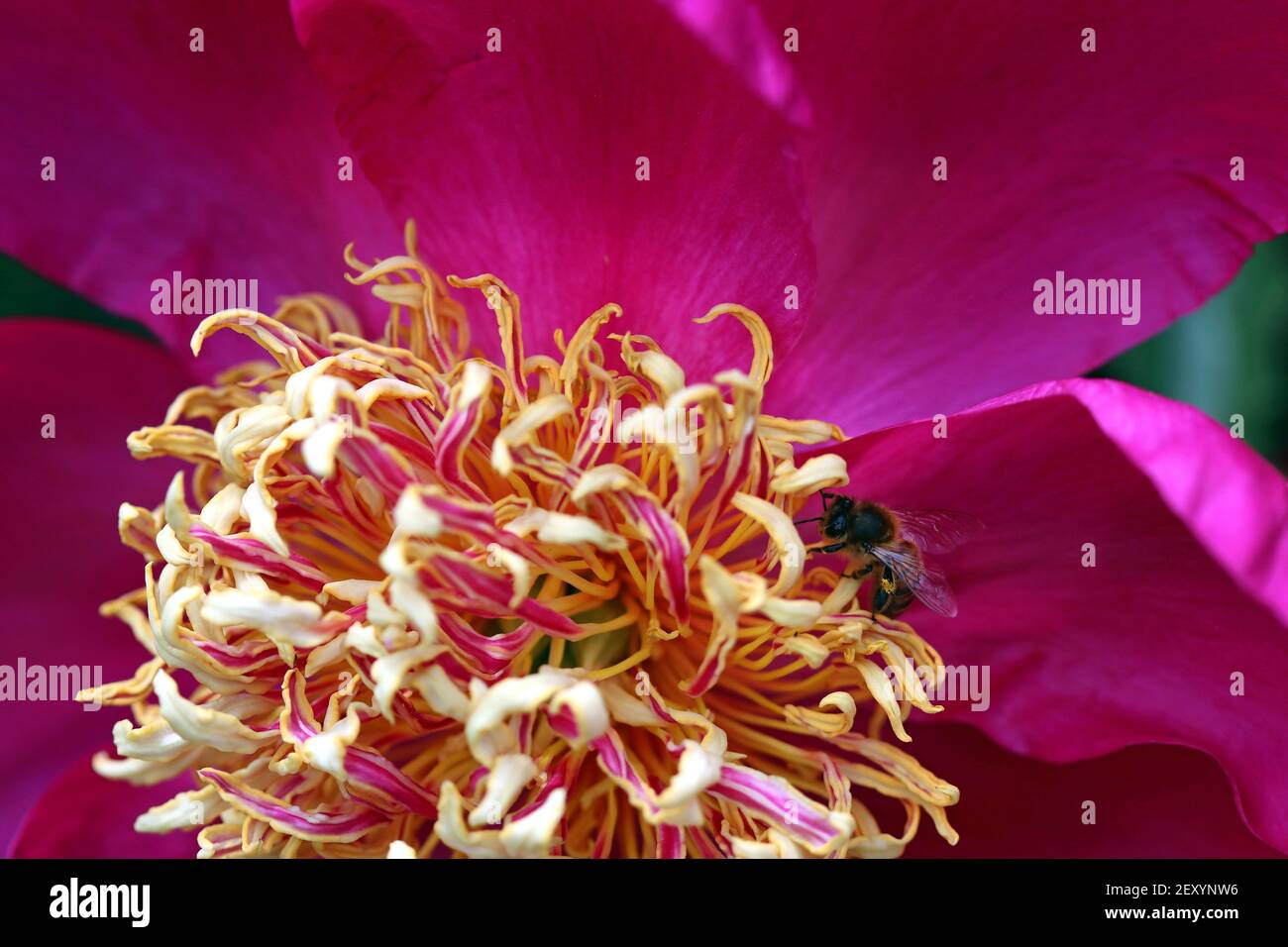 Makroaufnahme von hellmagenta krautiger Pfingstrose mit spiralförmigen gelb-rosa Staubgefäßen; eine Honigbiene sammelt Pollen aus den Staubgefäßen. Paeoniaceae Familie Stockfoto