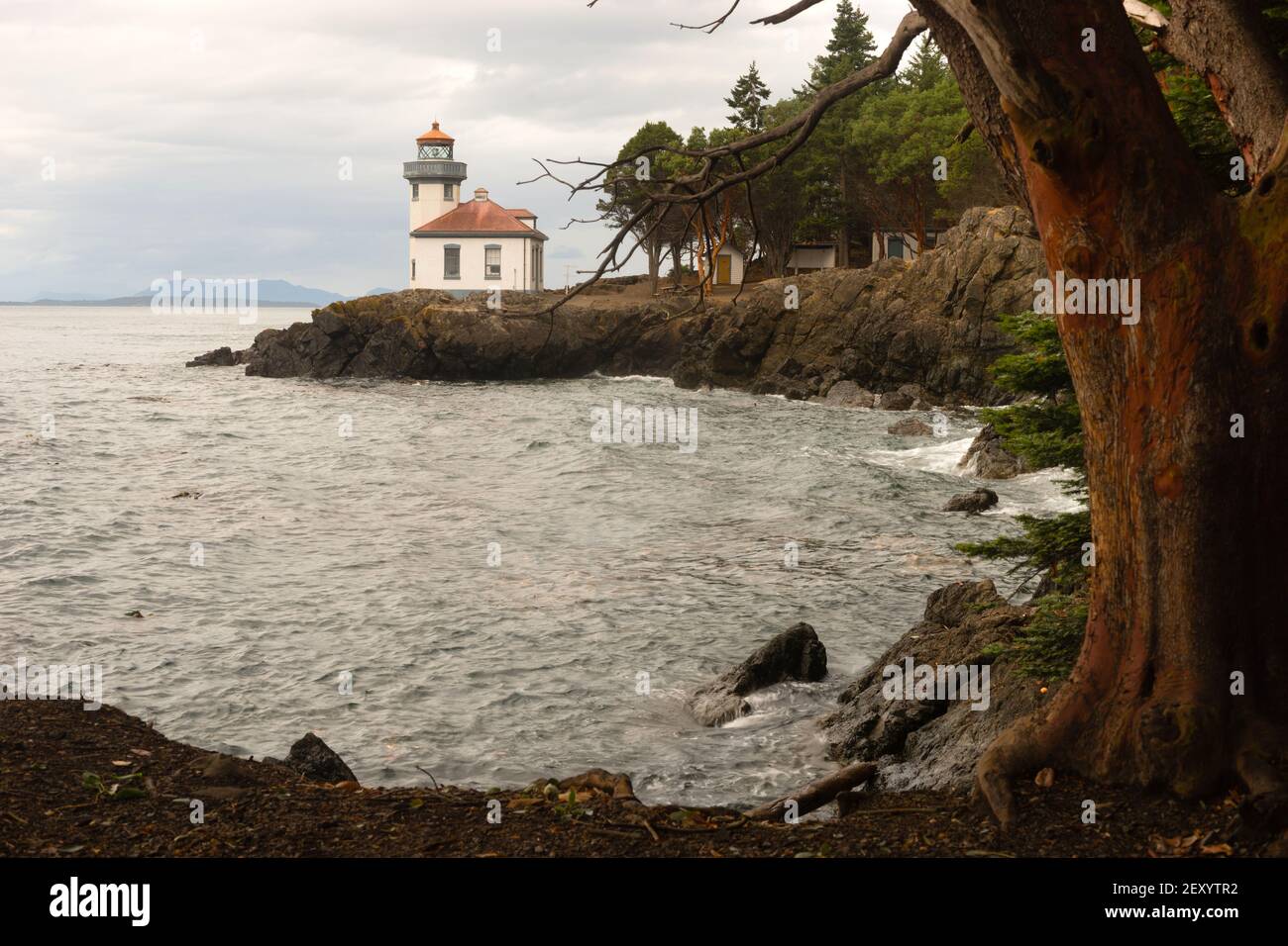 Madrona Tree Lime Kiln Lighthouse San Juan Island Haro Strait Stockfoto
