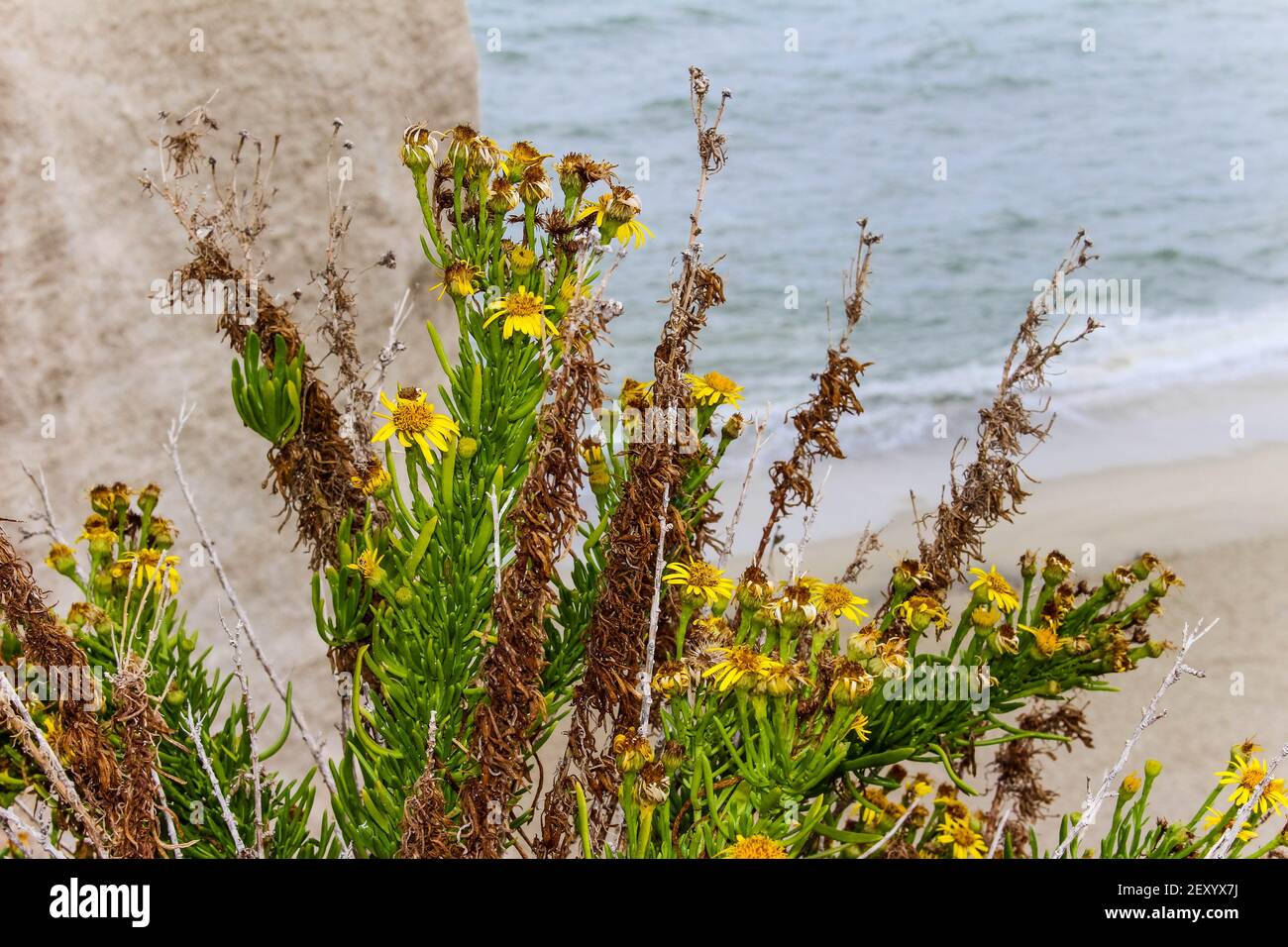 Blumen und Pflanzen auf Felsen am Meer in kalabrien Stockfoto