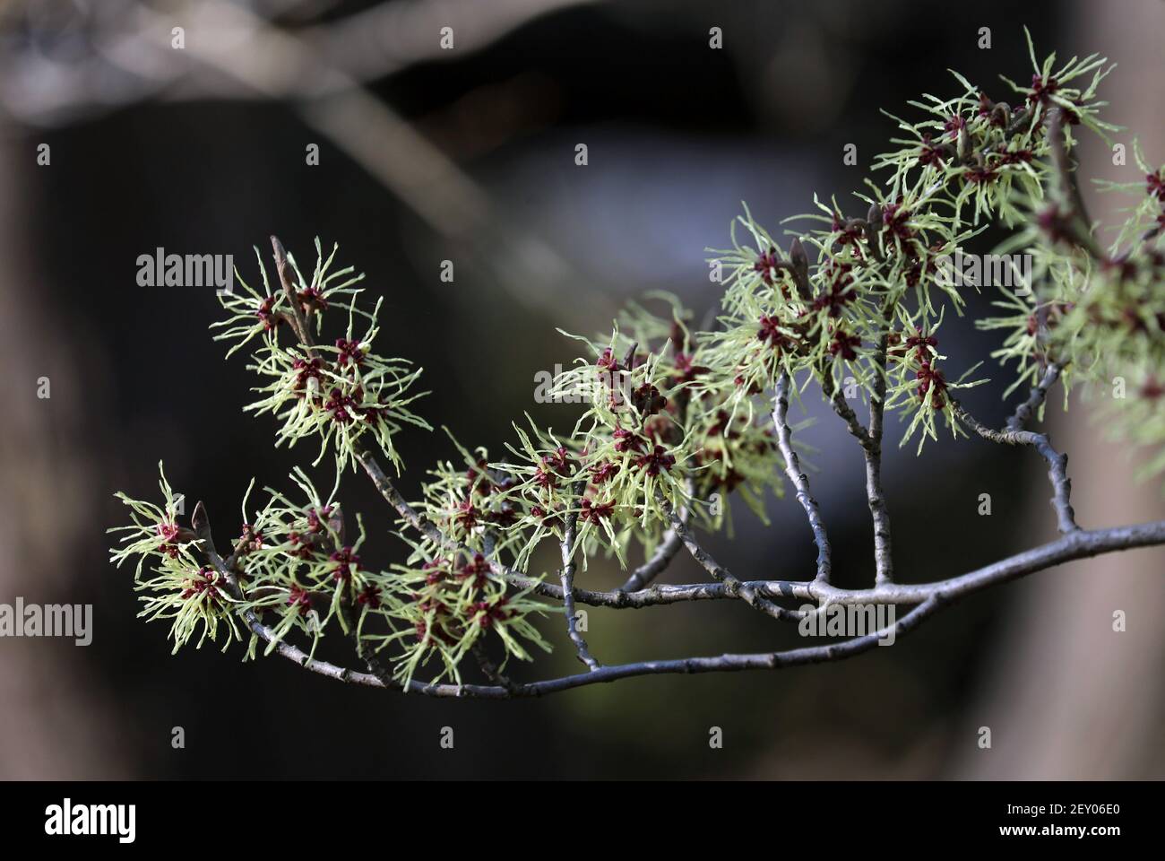 Rostock, Deutschland. März 2021, 05th. Die japanische Hamamelis (Hamamelis) blüht im Botanischen Garten und leuchtet in der Sonne. Aber die Luft ist immer noch winterlich kalt, auch wenn die Sonne für Frühlingsflair sorgt. Quelle: Bernd Wüstneck/dpa-Zentralbild/ZB/dpa/Alamy Live News Stockfoto Rostock, Deutschland. März 2021, 05th. Die japanische Hamamelis (Hamamelis) blüht im Botanischen Garten und leuchtet in der Sonne. Aber die Luft ist immer noch winterlich kalt, auch wenn die Sonne für Frühlingsflair sorgt. Quelle: Bernd Wüstneck/dpa-Zentralbild/ZB/dpa/Alamy Live News Stockfoto