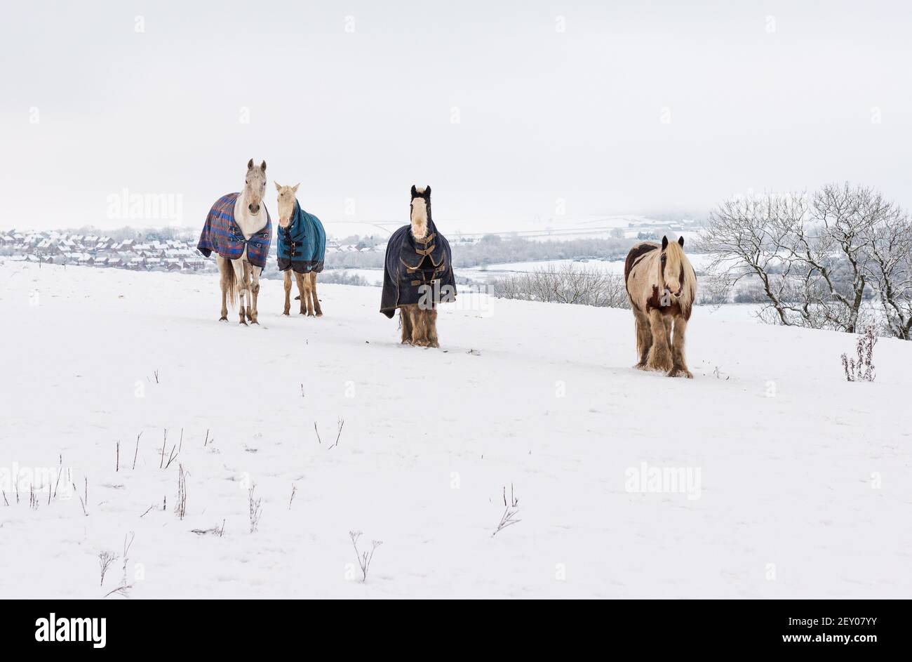 Vier alte Pferde bei kaltem Wetter. Alle sind ältere Stuten, die in einem schneebedeckten Feld grasen und Wintermantel gegen die Chil tragen Stockfoto