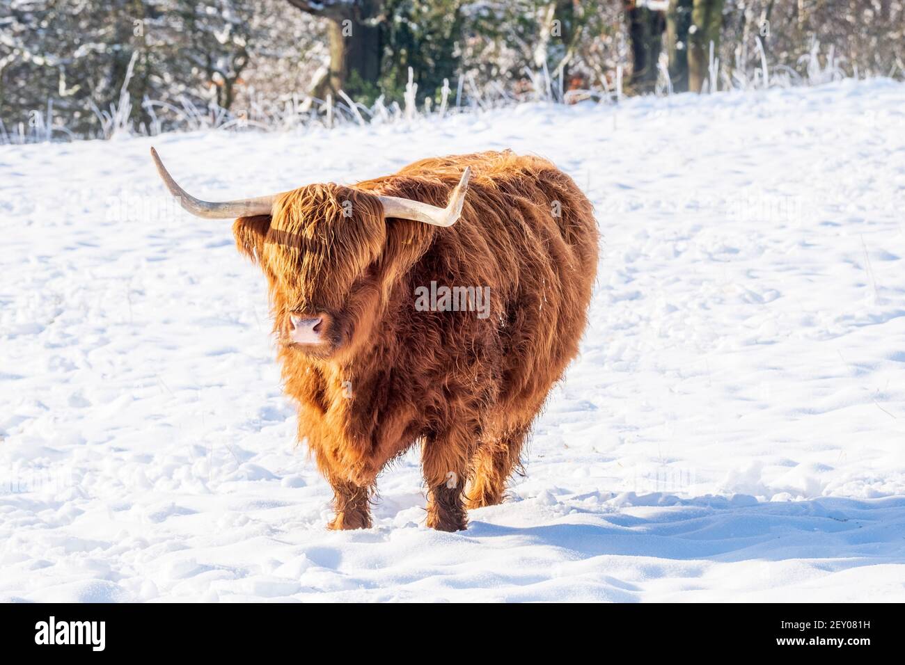 Viehzucht im Winter. Winterliche schottische Szene mit Hochlandrindern im Schneefeld Stockfoto