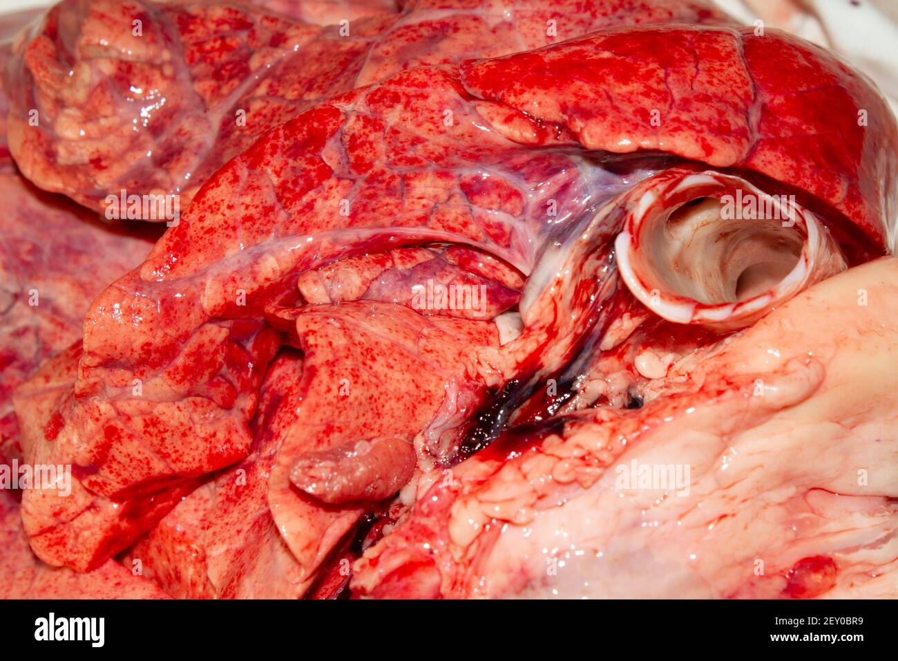 Eine Nahaufnahme von Lungen, Herz und Windrohr Rohes Fleisch eines Schafes Stockfoto