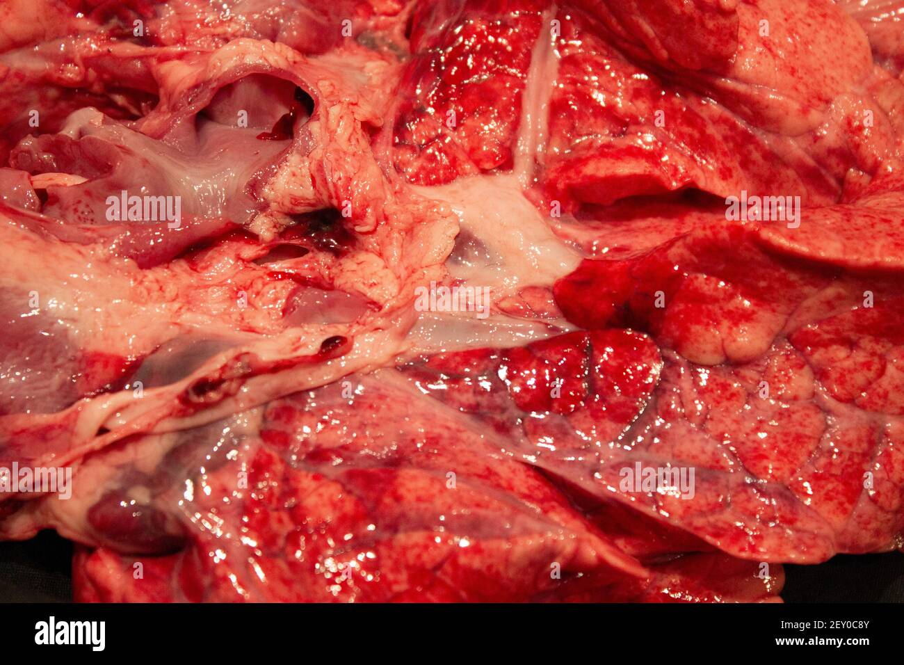 Eine Nahaufnahme von Lungen, Herz und Windrohr Rohes Fleisch eines Schafes Stockfoto