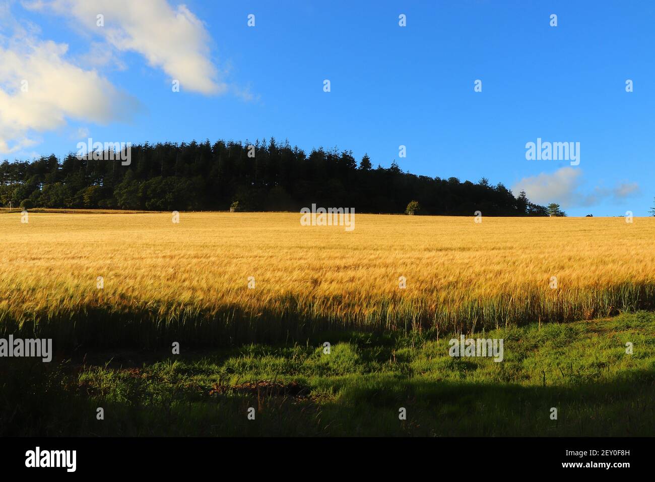 Maisfelder auf dem Restormel Manor Gelände Stockfoto