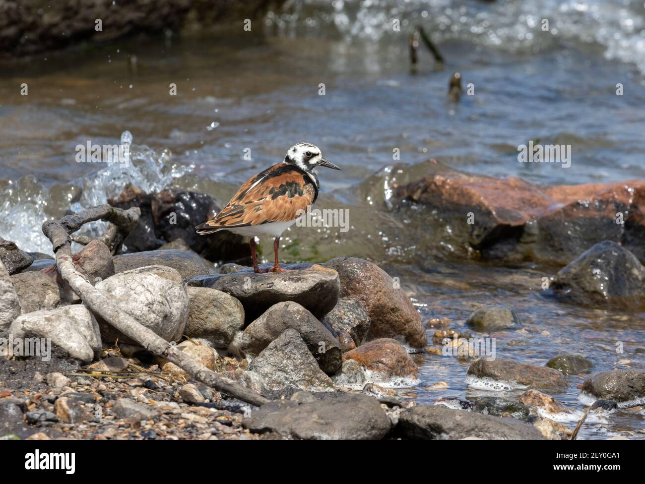 Ruddy Turnstone 18th. Mai 2020 Lake Whitewood, South Dakota Stockfoto