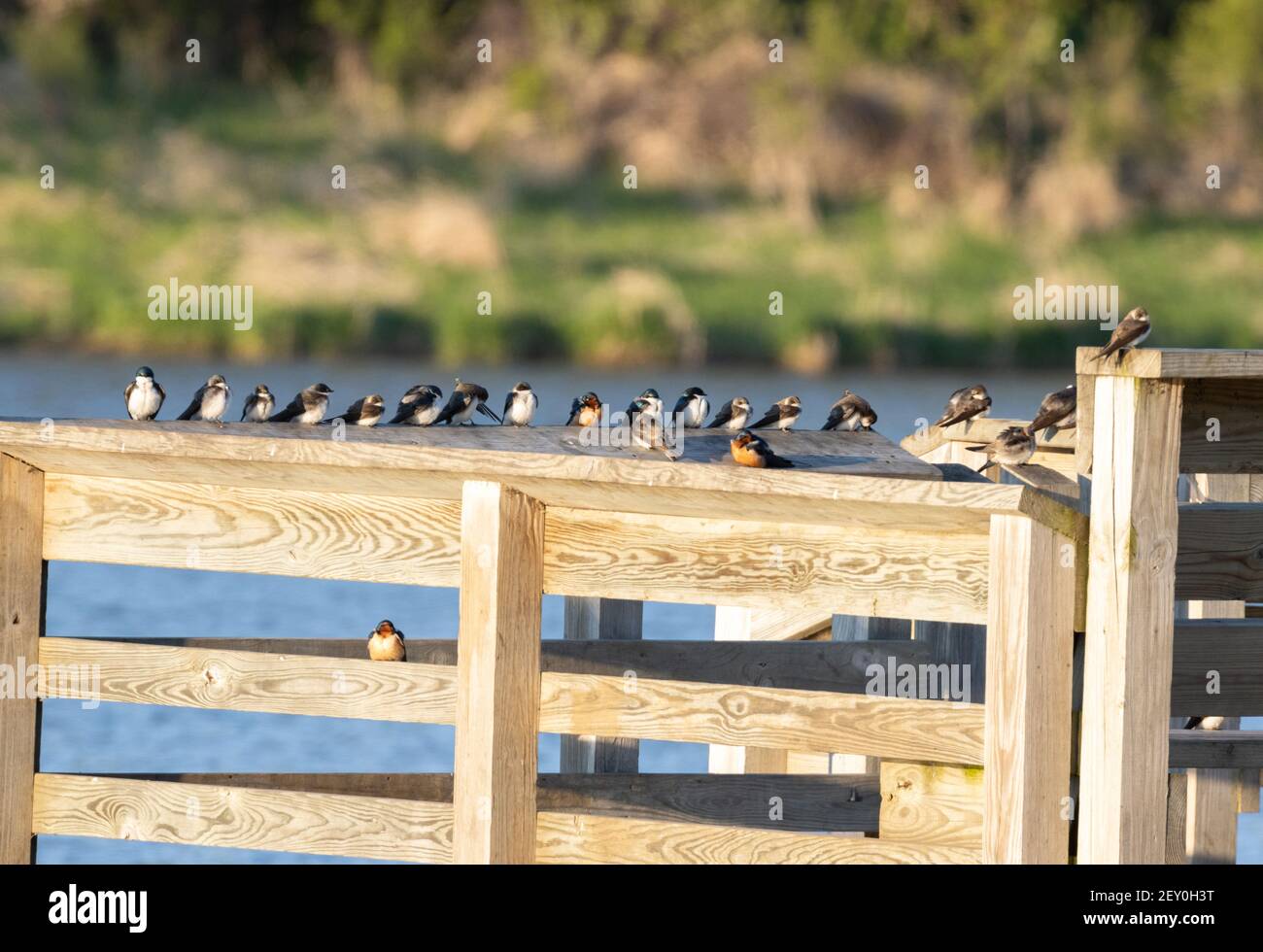 Schwalbenarten 10th. Mai 2020 Lake Lakota, Newton Hills State Park, South Dakota Stockfoto