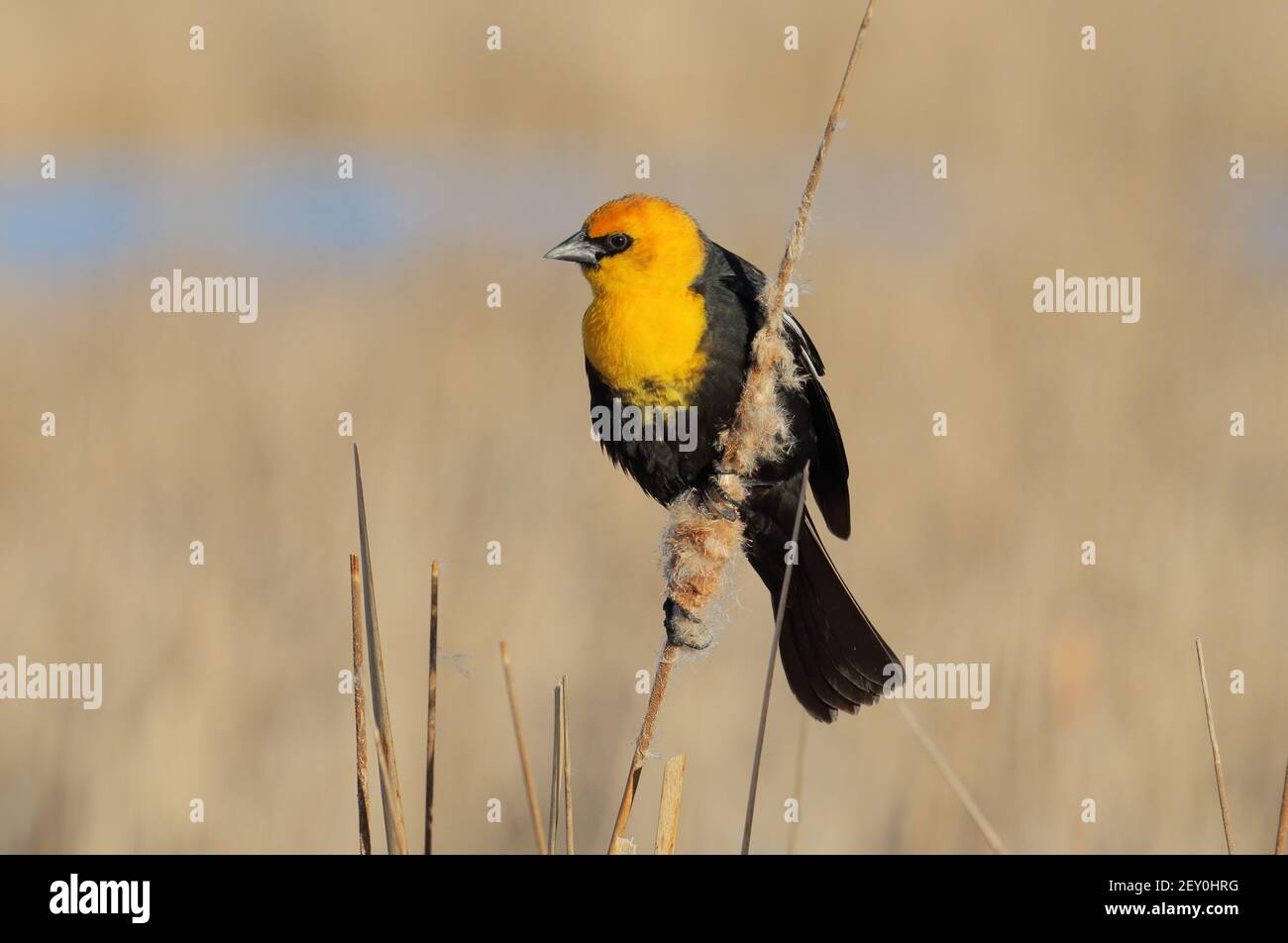 Gelbkopf-Blackbird 8th. April 2019 Western Minnehaha County, South Dakota Stockfoto