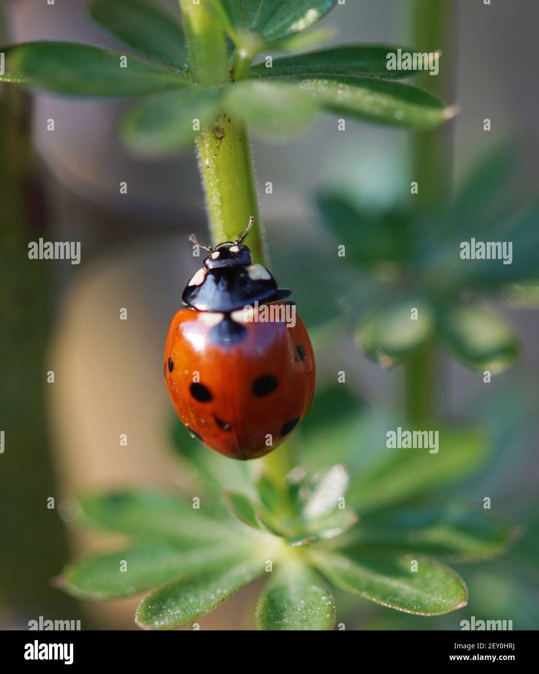 Nahaufnahme des Marienkäfer, der auf der Pflanze von oben sitzt Stockfoto