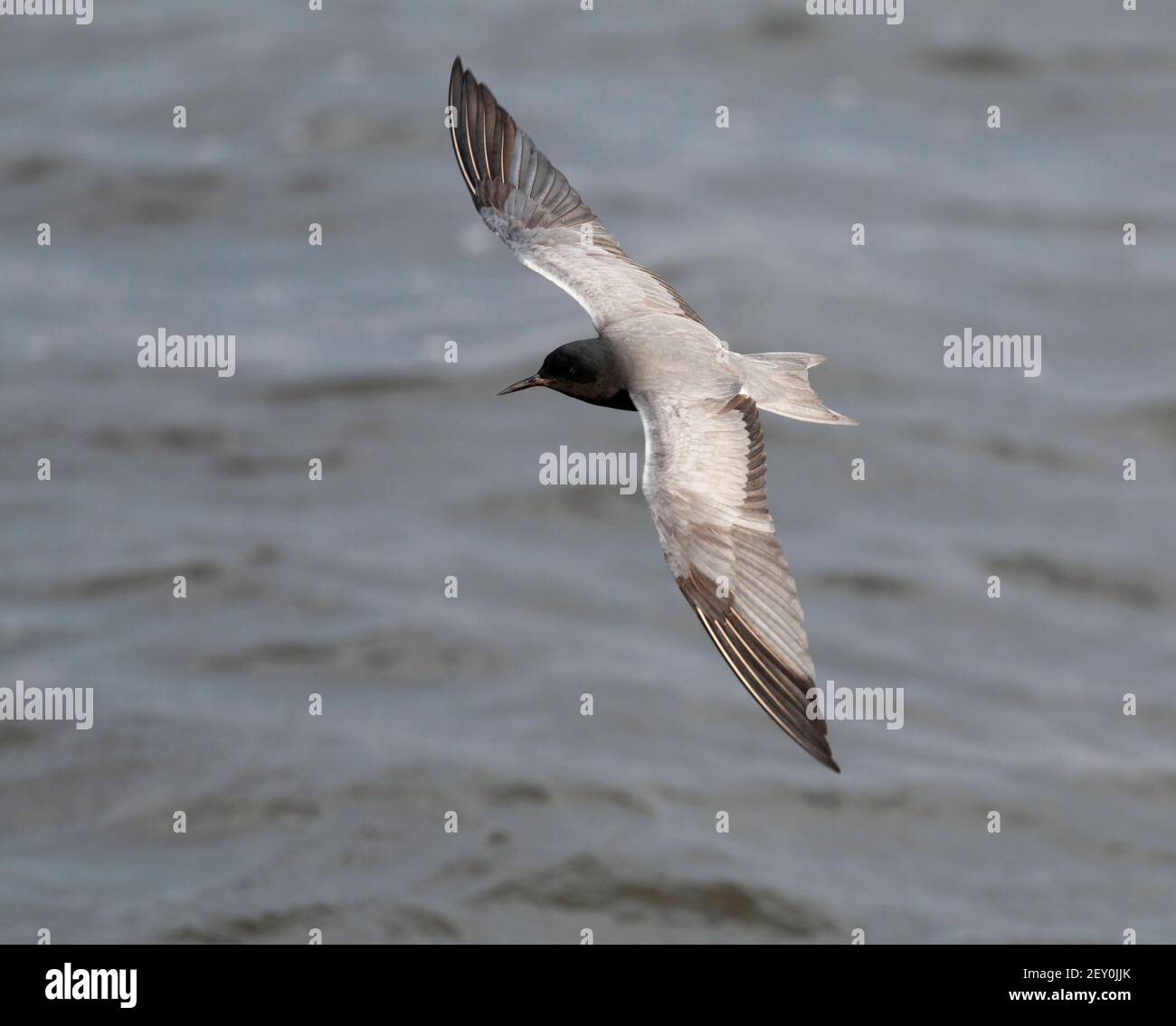 Black Tern 16th. Mai 2019 Grass Lake, South Dakota Stockfoto