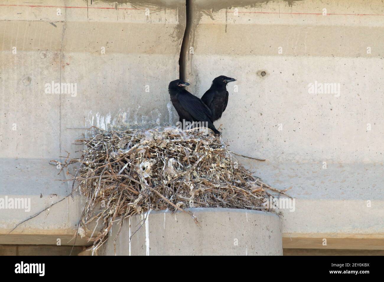 Gemeine Rabe Nest Unterführung der Autobahn im Osten von Utah Stockfoto