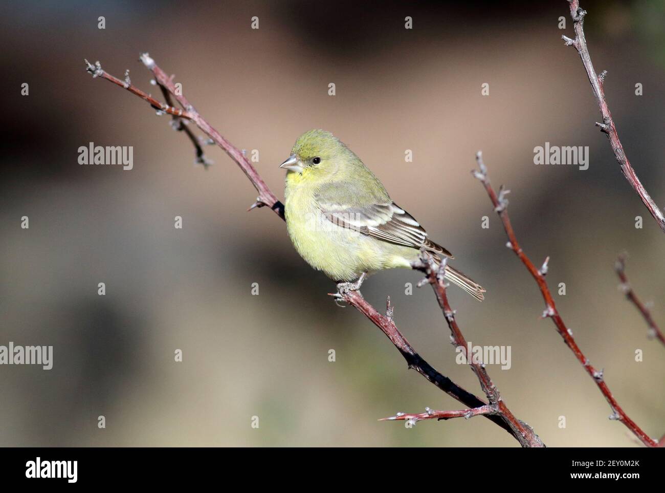 Lesser Goldfinch 27th. Dezember 2018 Madera Canyon, Arizona Stockfoto