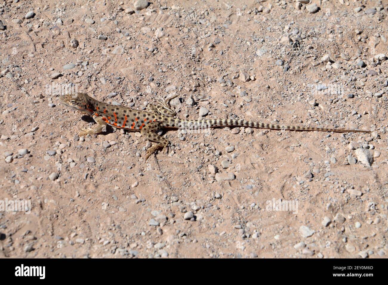 Long-nosed Leopard Lizard 13th. Juni 2018 Arches National Park, Utah Stockfoto