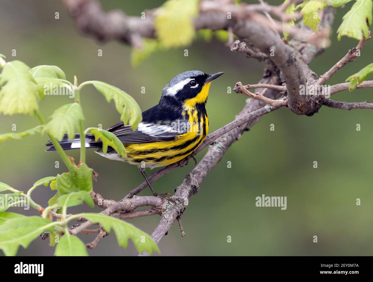 Magnolia Warbler 18th. Mai 2019 Good Earth State Park, South Dakota Stockfoto