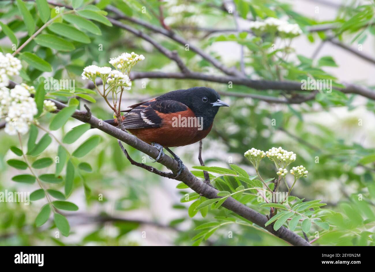 Orchard Oriole 22nd. Mai 2019 Brandon, South Dakota Stockfoto