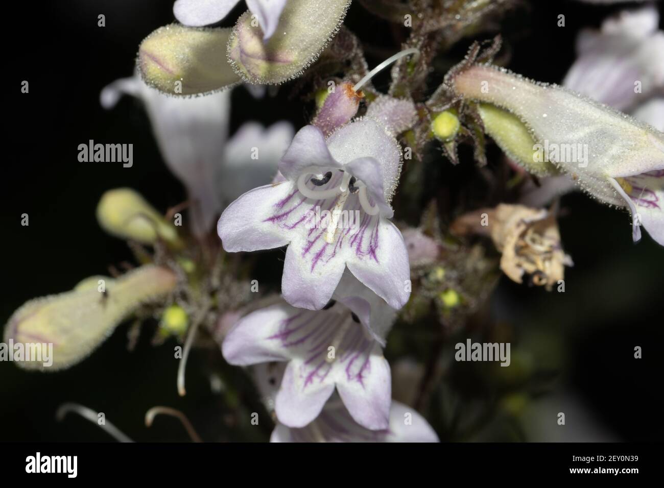 Penstemon Digitalis Stockfotos Und Bilder Kaufen Alamy