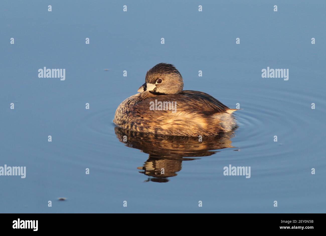 Pied-Billed Grebe 22nd. April 2018 Minnehaha County, South Dakota Stockfoto